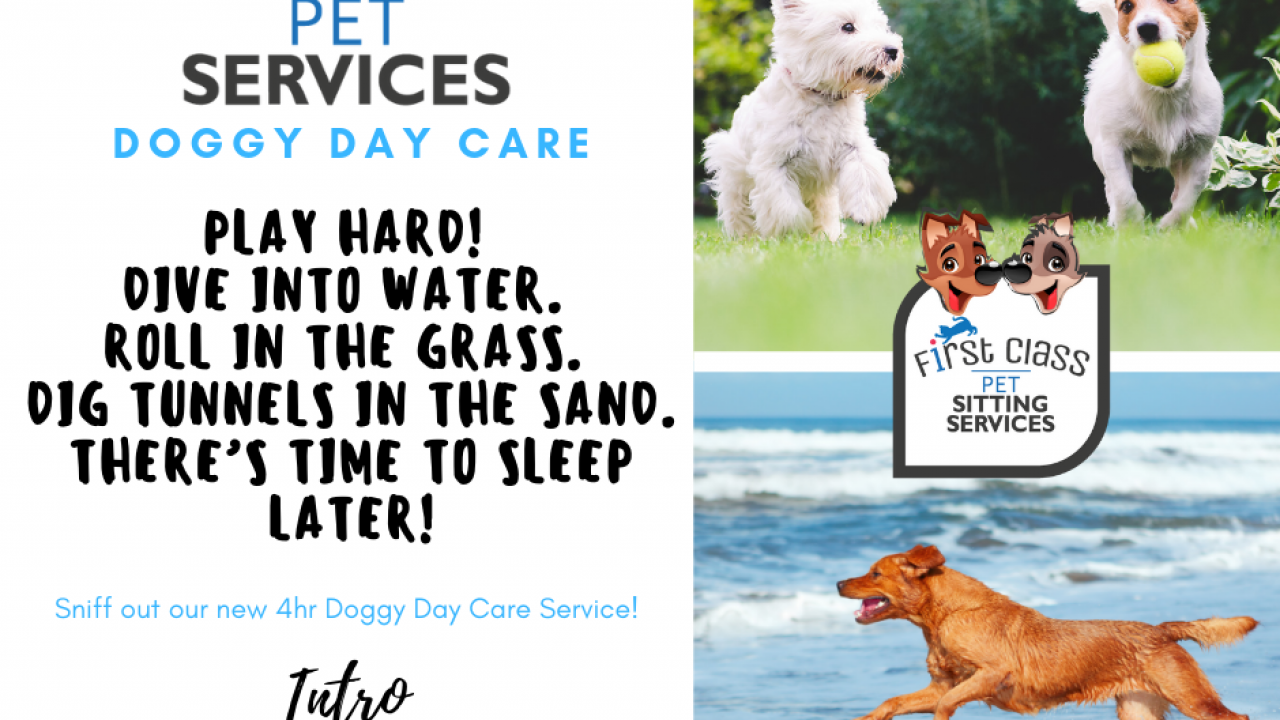 First Class Pet Services Doggy Day Care